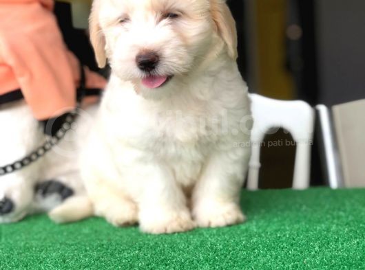 İstanbul 0 Numara Maltipoo Yavruları görsel