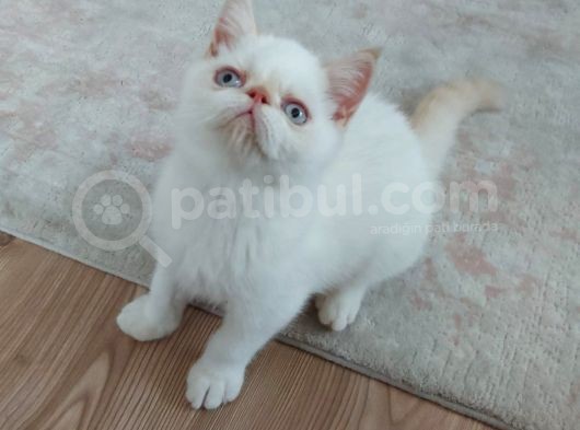 Kocaeli Exotic Shorthair görsel
