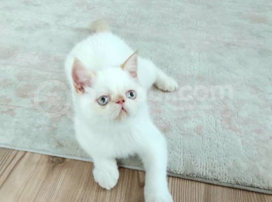Kocaeli Exotic Shorthair görsel