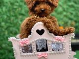 A Kalite Orijinal Toy Ve Tea Cup Poodle Yavrularımız