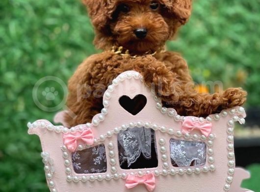 A Kalite Orijinal Toy Ve Tea Cup Poodle Yavrularımız görsel