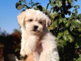 İstanbul 0 Numara Maltipoo Yavruları