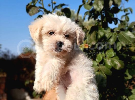 İstanbul 0 Numara Maltipoo Yavruları görsel