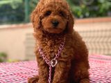 A Kalite Orijinal Toy Ve Tea Cup Poodle Yavrularımız