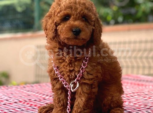A Kalite Orijinal Toy Ve Tea Cup Poodle Yavrularımız görsel