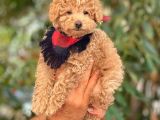 A Kalite Orijinal Toy Ve Tea Cup Poodle Yavrularımız