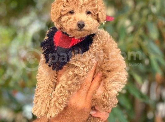 A Kalite Orijinal Toy Ve Tea Cup Poodle Yavrularımız görsel