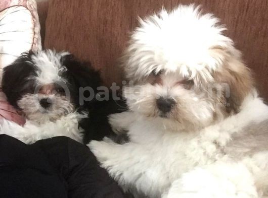 İstanbul 2 Aylık Orijinal Morkie Yavruları görsel