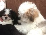 İstanbul 2 Aylık Orijinal Morkie Yavruları