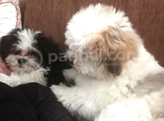 İstanbul 2 Aylık Orijinal Morkie Yavruları görsel