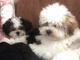 İstanbul 2 Aylık Orijinal Morkie Yavruları