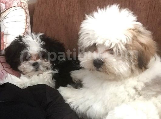 İstanbul 2 Aylık Orijinal Morkie Yavruları görsel