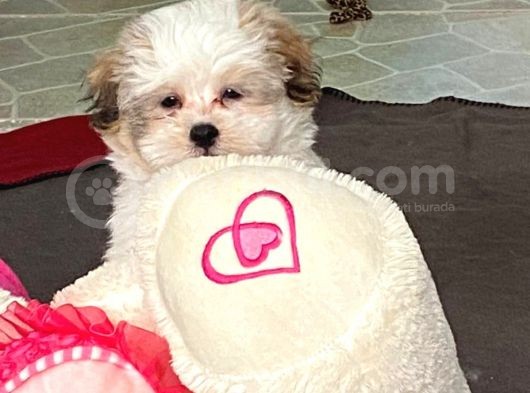 İstanbul 2 Aylık Orijinal Morkie Yavruları görsel