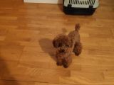 A Kalite Orijinal Toy Ve Tea Cup Poodle Yavrularımız