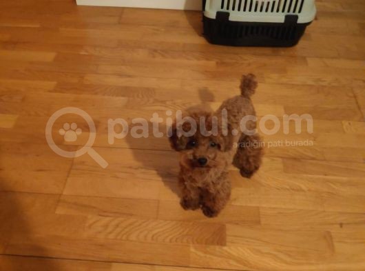 A Kalite Orijinal Toy Ve Tea Cup Poodle Yavrularımız