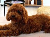 A Kalite Orijinal Toy Ve Tea Cup Poodle Yavrularımız