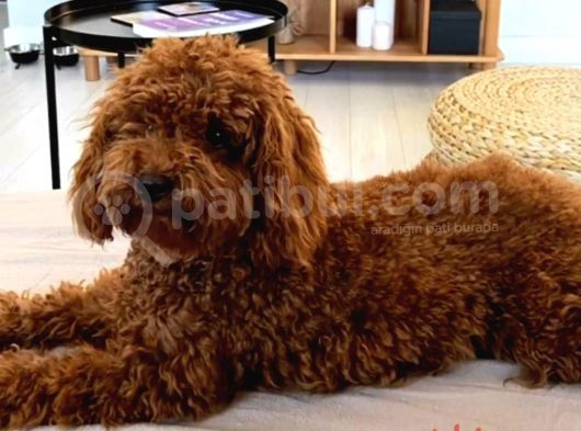 A Kalite Orijinal Toy Ve Tea Cup Poodle Yavrularımız görsel