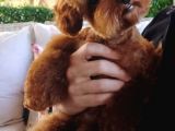 A Kalite Orijinal Toy Ve Tea Cup Poodle Yavrularımız
