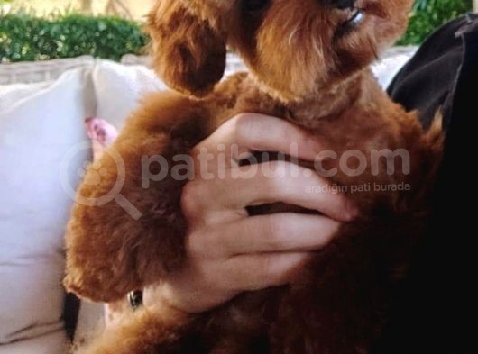 A Kalite Orijinal Toy Ve Tea Cup Poodle Yavrularımız görsel
