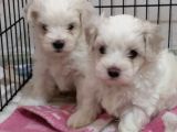 İstanbul 0 Numara Maltipoo Yavruları