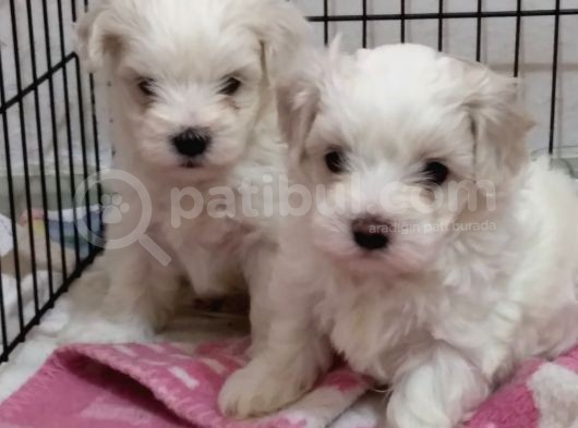 İstanbul 0 Numara Maltipoo Yavruları görsel