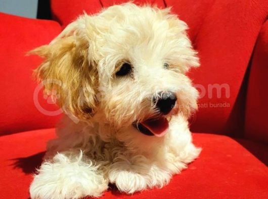 İstanbul 0 Numara Maltipoo Yavruları