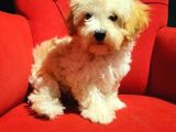 İstanbul 0 Numara Maltipoo Yavruları