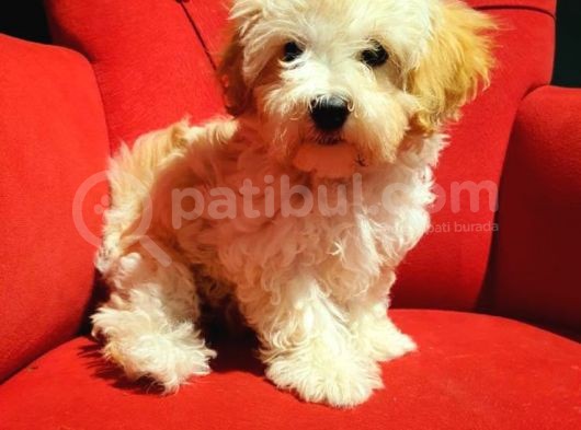 İstanbul 0 Numara Maltipoo Yavruları görsel