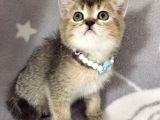 Ankara Black Golden British Shorthair