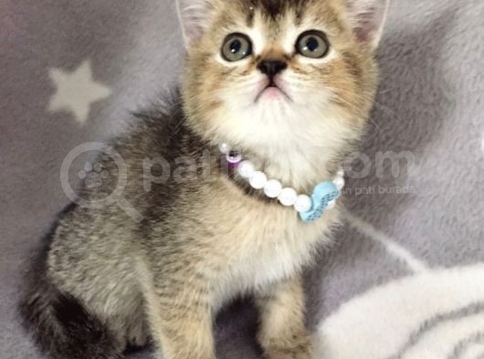 Ankara Black Golden British Shorthair