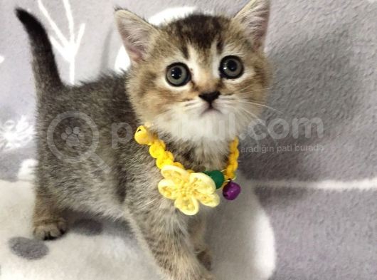 Ankara Black Golden British Shorthair görsel