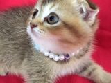 Scottish Fold Kedilerim Ankara