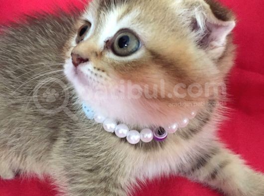Scottish Fold Kedilerim Ankara görsel