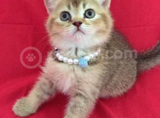 Scottish Fold Kedilerim Ankara görsel