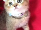 Scottish Fold Kedilerim Ankara