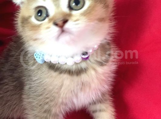 Scottish Fold Kedilerim Ankara görsel