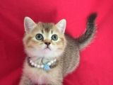 Scottish Fold Kedilerim Ankara