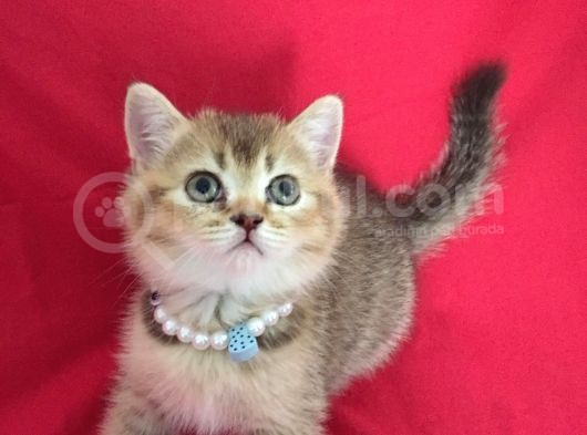 Scottish Fold Kedilerim Ankara görsel