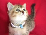 Scottish Fold Kedilerim Ankara