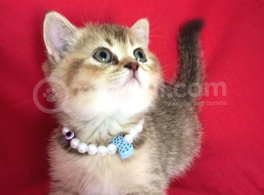 Scottish Fold Kedilerim Ankara görsel
