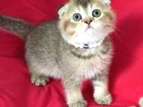Scottish Fold Kedilerim Ankara