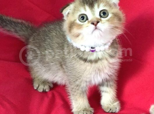 Scottish Fold Kedilerim Ankara