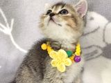 Ankara Black Golden British Shorthair
