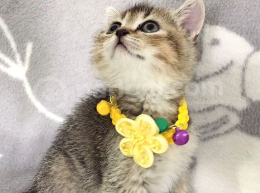 Ankara Black Golden British Shorthair görsel