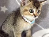 Ankara Black Golden British Shorthair