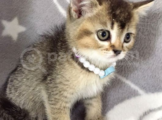 Ankara Black Golden British Shorthair görsel