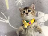 Ankara Black Golden British Shorthair