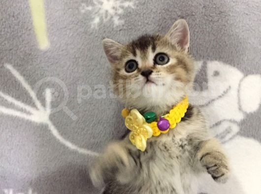 Ankara Black Golden British Shorthair görsel