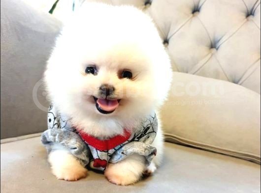 Ayı Surat Pomeranian Boo Yavrularımız