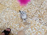 Scottish Fold Yavrumuz